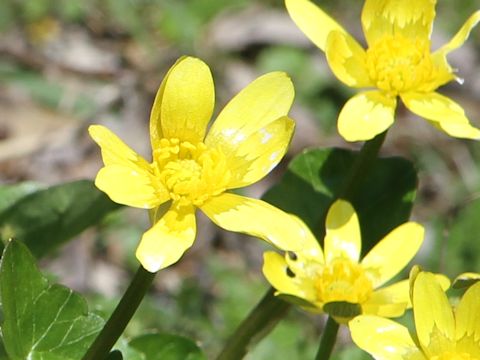 Ranunculus ficaria cv.