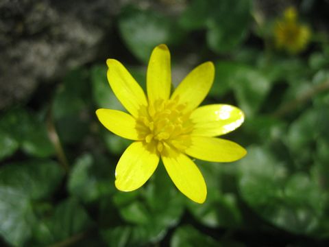 Ranunculus ficaria cv.