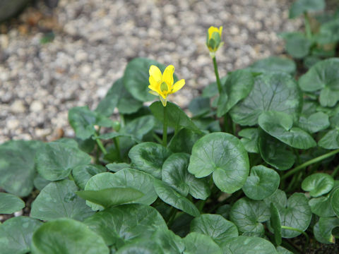 Ranunculus ficaria