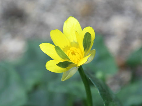 Ranunculus ficaria