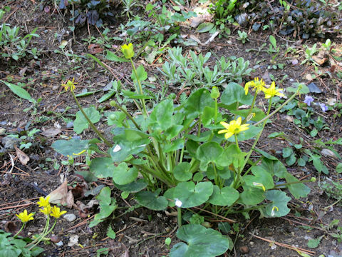 Ranunculus ficaria