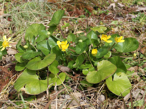 Ranunculus ficaria