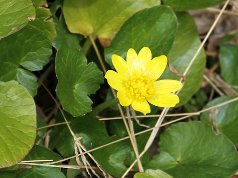 Ranunculus ficaria