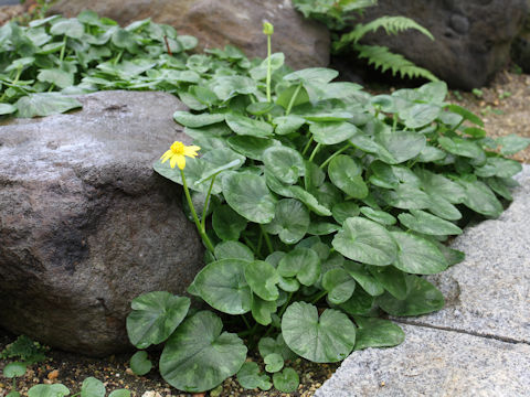 Ranunculus ficaria