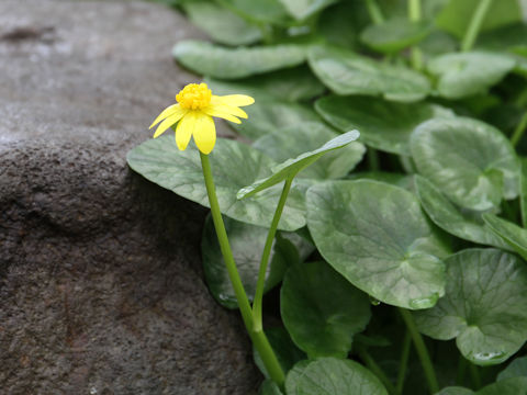 Ranunculus ficaria