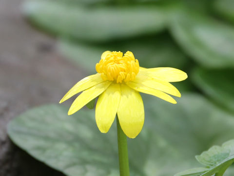 Ranunculus ficaria