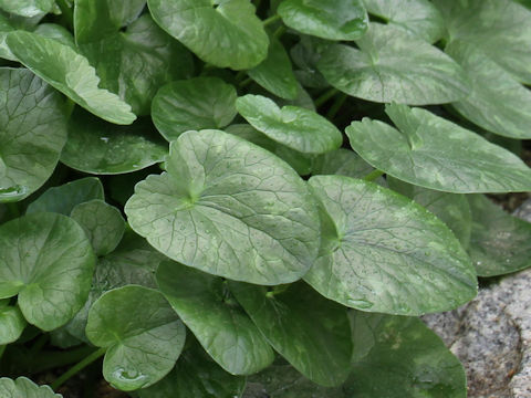 Ranunculus ficaria