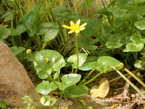 Ranunculus ficaria