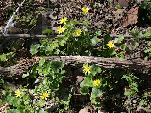 Ranunculus ficaria