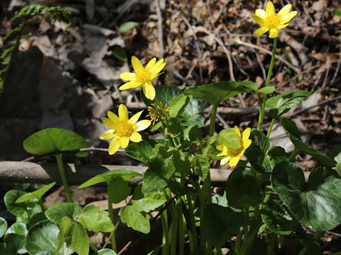 Ranunculus ficaria