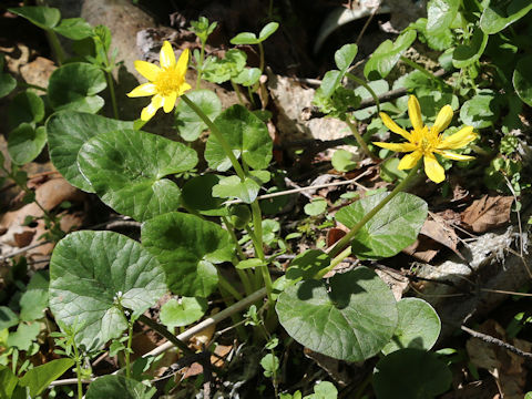 Ranunculus ficaria cv.
