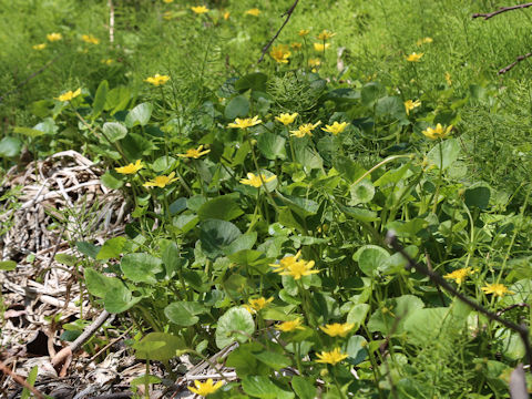 Ranunculus ficaria cv.