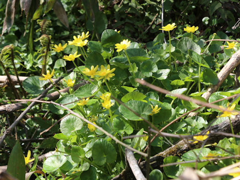 Ranunculus ficaria cv.