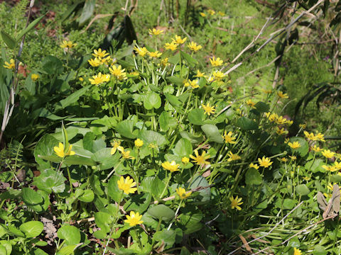 Ranunculus ficaria cv.