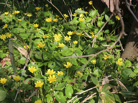 Ranunculus ficaria cv.
