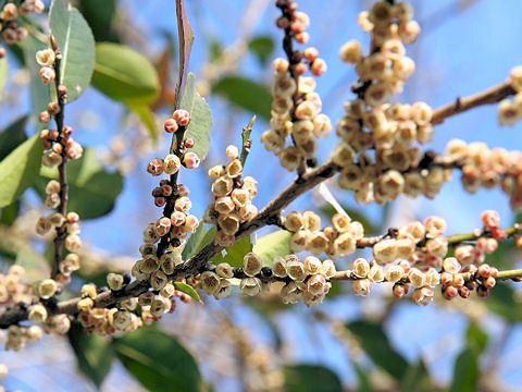 Eurya japonica