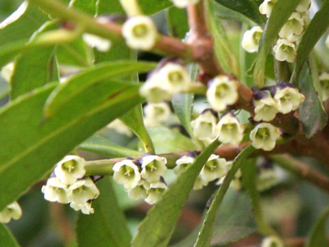 Eurya japonica