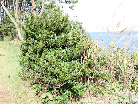Eurya japonica