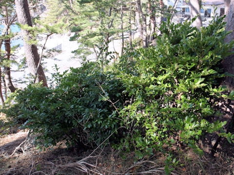 Eurya japonica