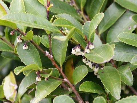 Eurya japonica