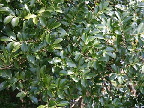 Eurya japonica