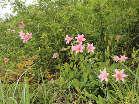 Lilium rubellum