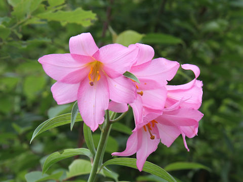 Lilium rubellum