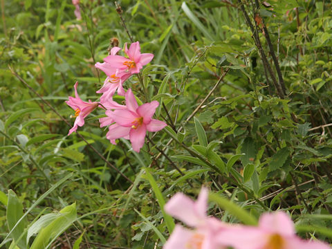 Lilium rubellum