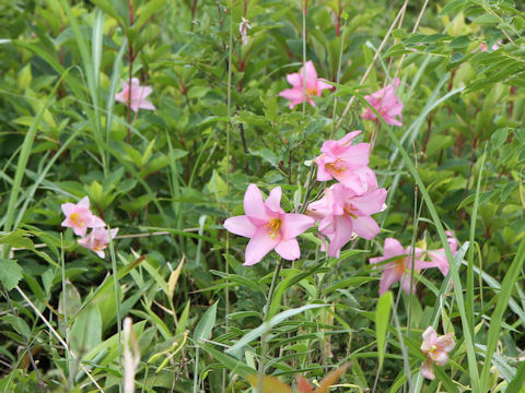 Lilium rubellum