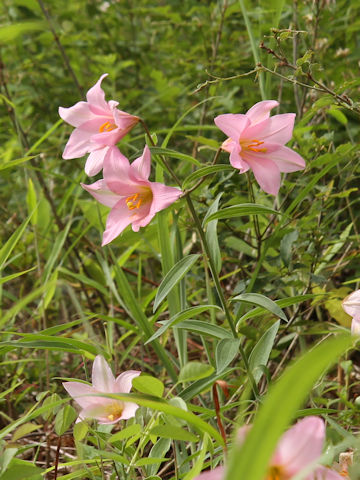 Lilium rubellum