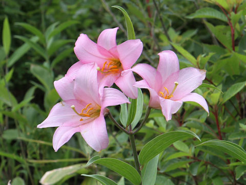 Lilium rubellum