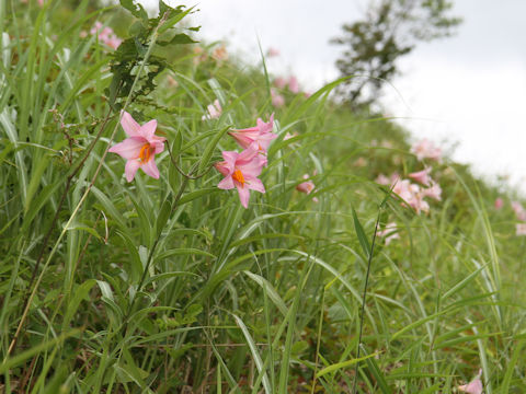 Lilium rubellum