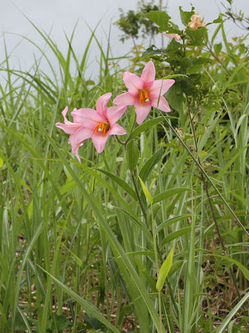 Lilium rubellum