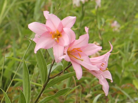 Lilium rubellum