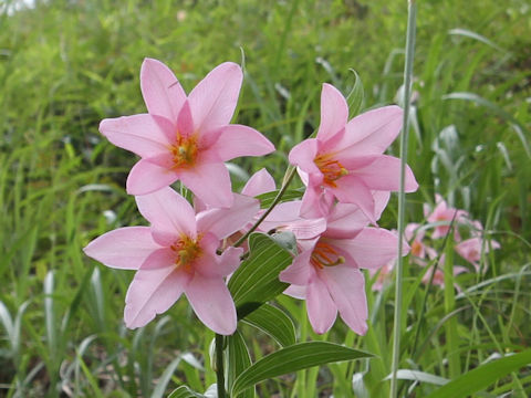 Lilium rubellum