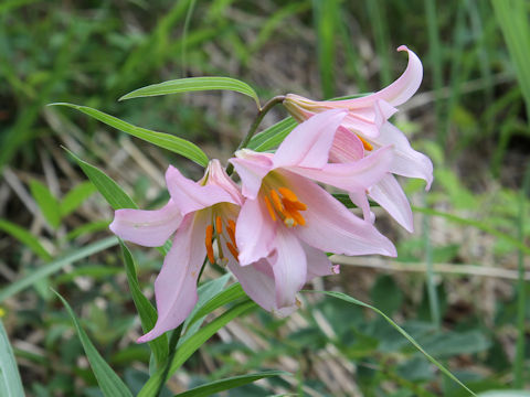 Lilium rubellum