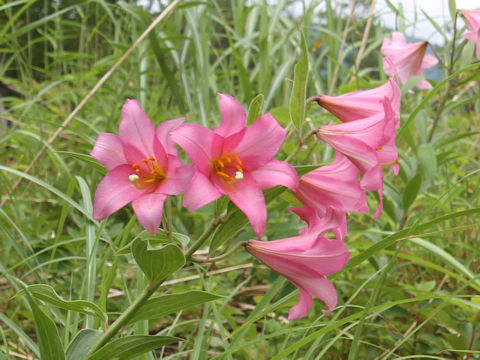 Lilium rubellum