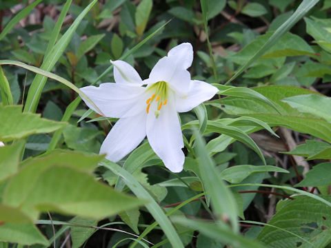 Lilium rubellum