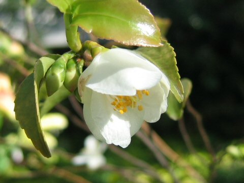 Camellia lutchuensis