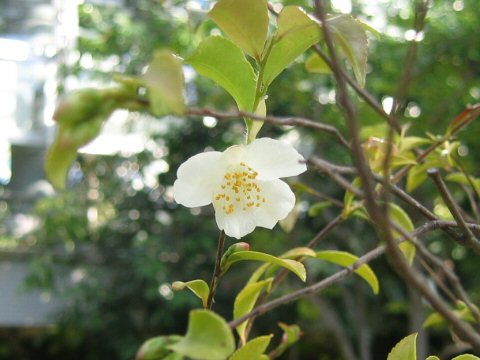 Camellia lutchuensis