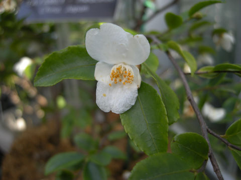 Camellia lutchuensis