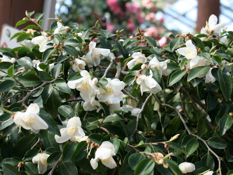 Camellia lutchuensis