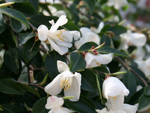 Camellia lutchuensis