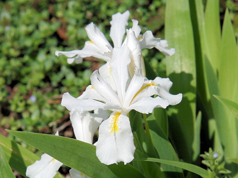 Iris gracilipes