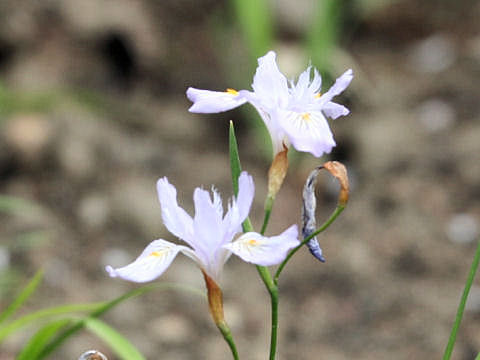 Iris gracilipes