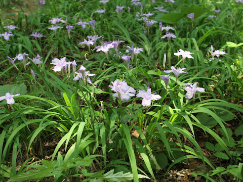 Iris gracilipes