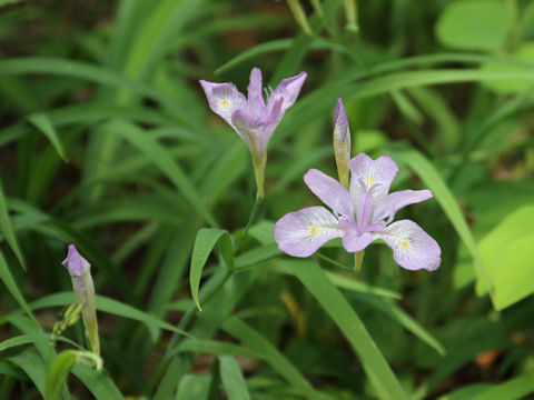 Iris gracilipes