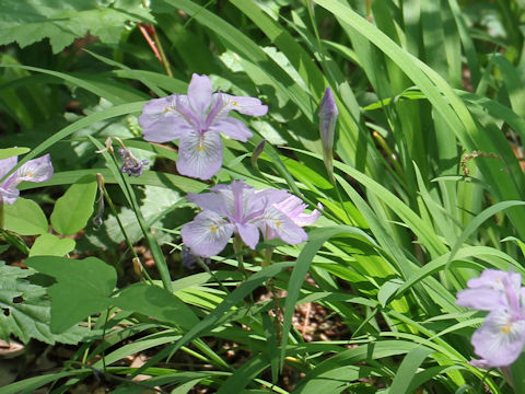 Iris gracilipes