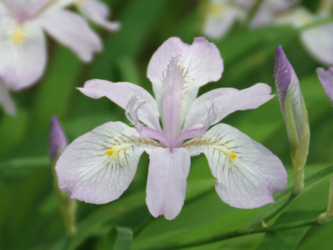 Iris gracilipes