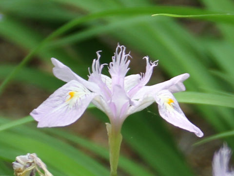 Iris gracilipes